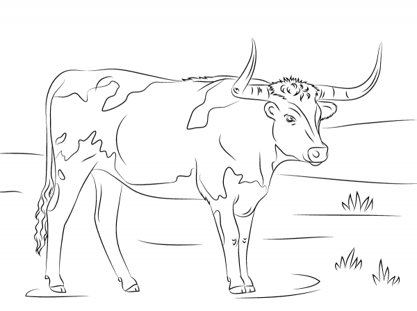 Longhorn coloring page - ColouringPages