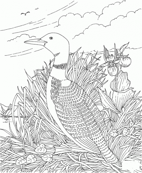 Loon and Pink-and-White Lady’s-slipper Minnesota Bird and Flower coloring page image