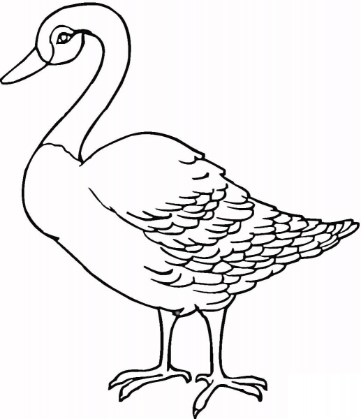 Loon  coloring page image