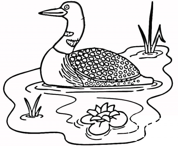 Loon in the Lake  coloring page image