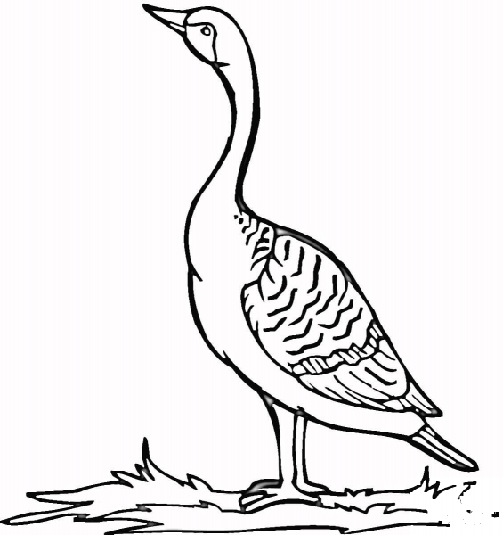 Loon on the Grass  coloring page image