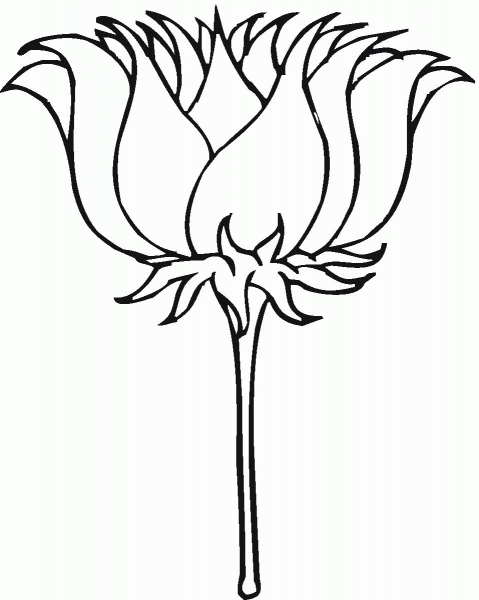 Lotus blossom coloring page image