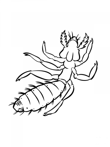 Louse coloring page image