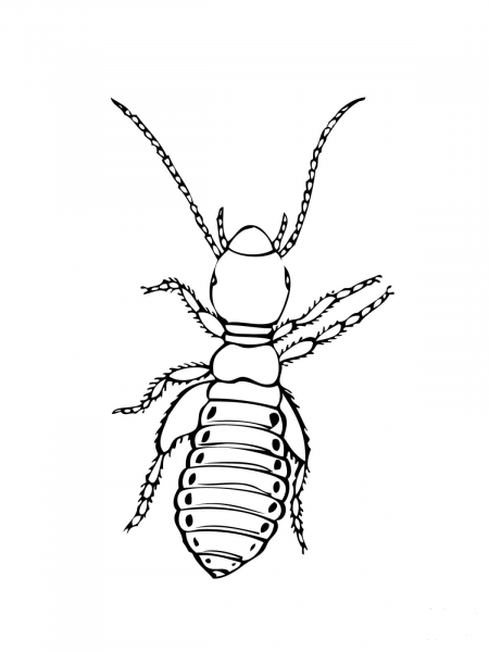 Louse Insect coloring page image