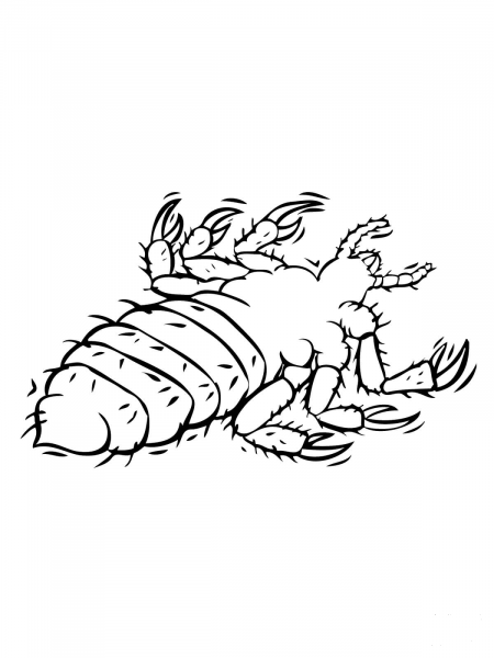 Louse Parasite coloring page image