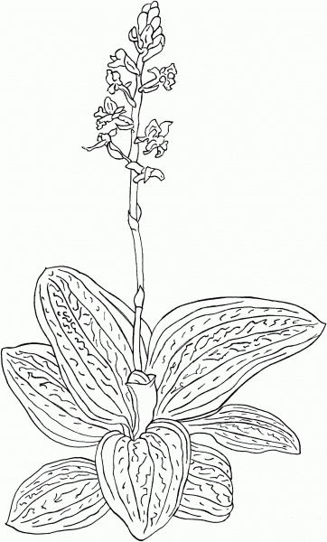 Ludisia Discolor or Black Jewel Orchid coloring page image