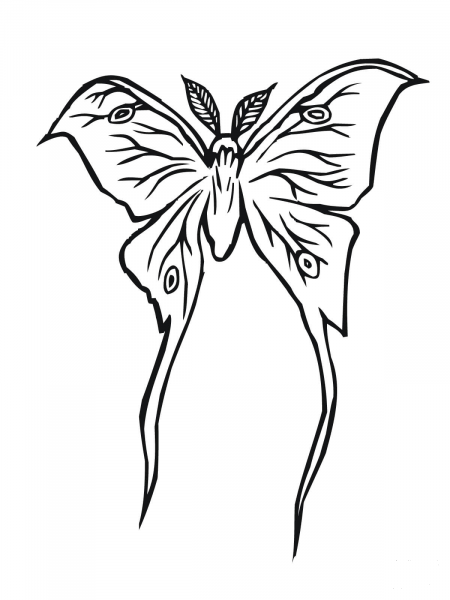 Luna Moth coloring page image