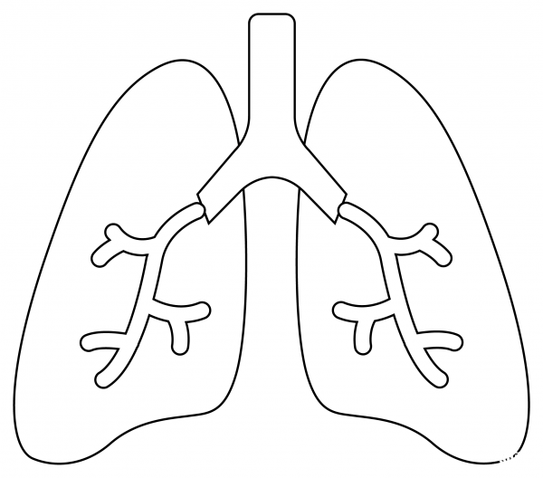 Lungs coloring page image