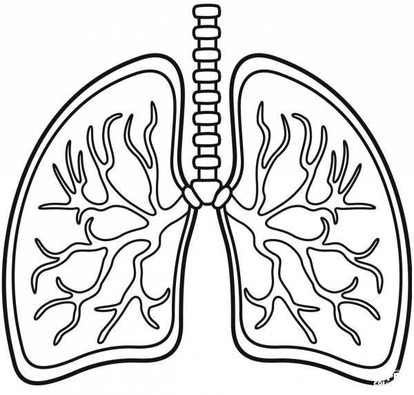 Lungs coloring page image
