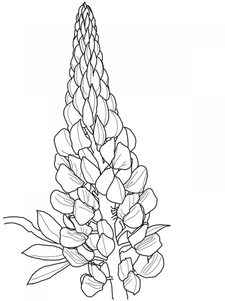 Lupin coloring page image