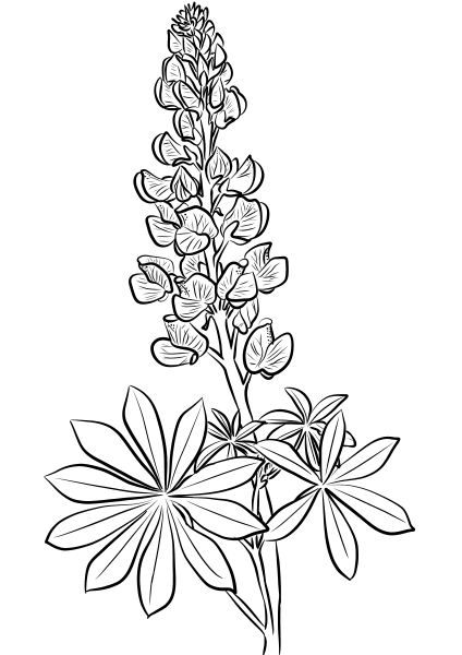 Lupine coloring page image
