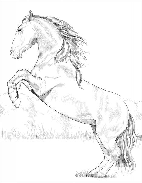 Lusitano horse coloring page image