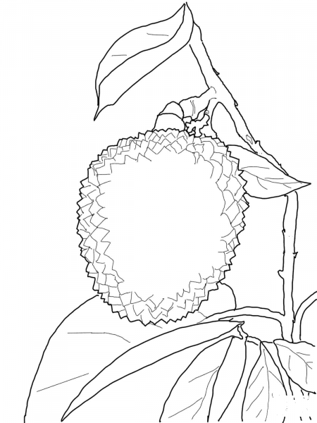 Lychee coloring page image