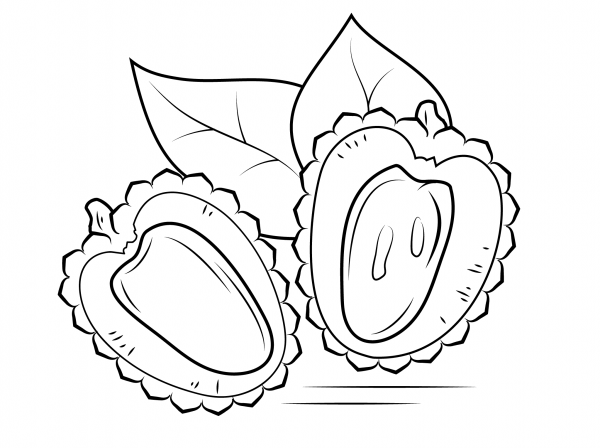 Lychee Cross Section coloring page image