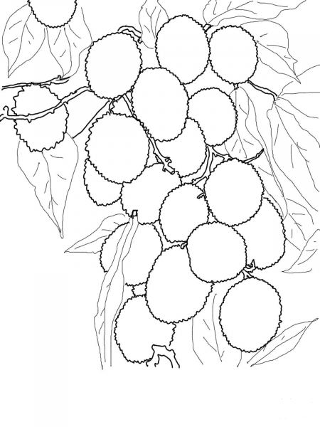 Lychees on Tree coloring page image
