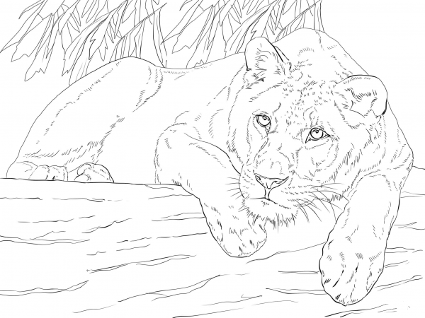 Lying Lioness coloring page image