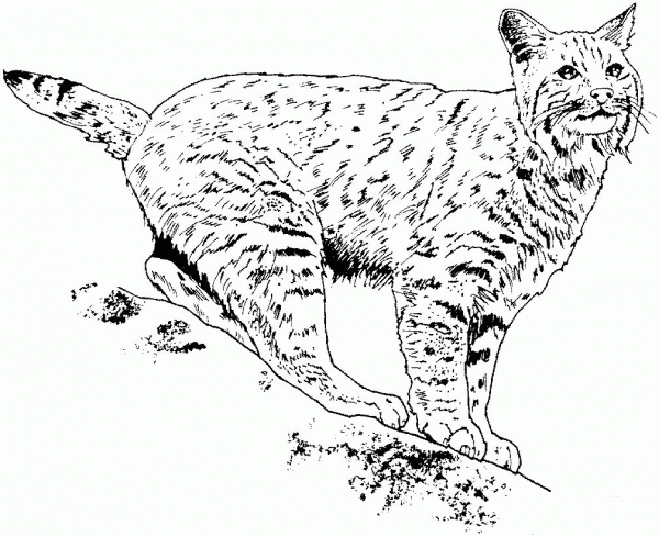 Lynx 3 coloring page image