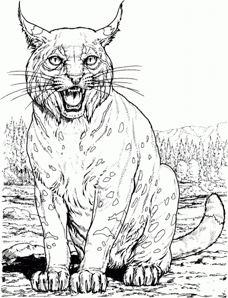 Lynx Cat coloring page image