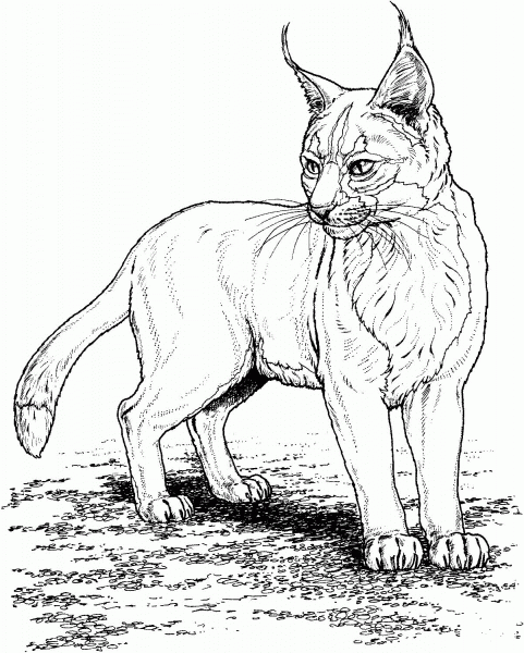 Lynx coloring page image