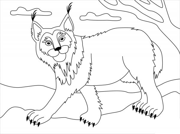 Lynx coloring page image