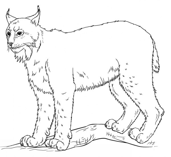 Lynx coloring page image