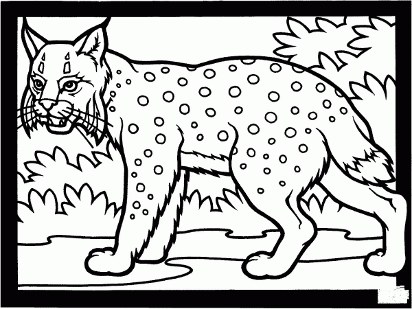 Lynx hunting coloring page image