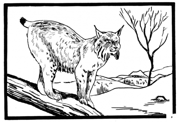 Lynx Stands On A Branch coloring page image