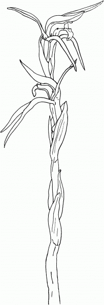 Lyperanthus Suaveolens ‘Brown Beaks’ Orchid coloring page image