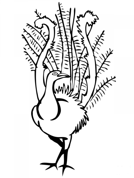 Lyrebird coloring page image