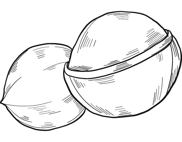 Macadamia Nut coloring page image