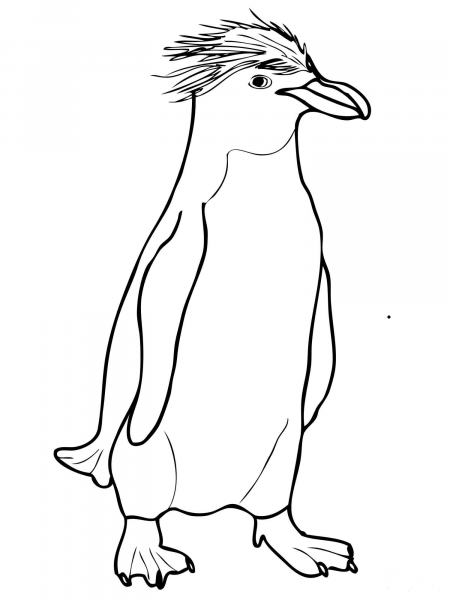 Macaroni Crested Penguin coloring page image