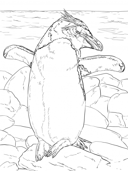 Macaroni Penguin Basking in the Sun coloring page image