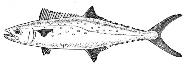 Mackerel coloring page image