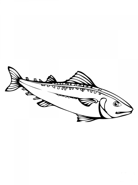 Mackerel Fish coloring page image