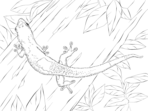 Madagascar Day Gecko coloring page image