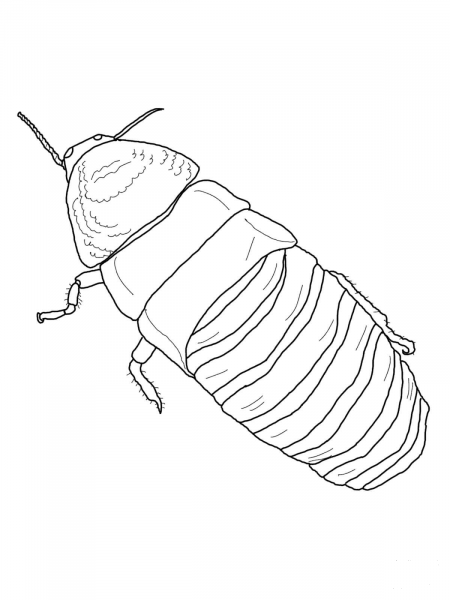 Madagascar Hissing Cockroach coloring page image