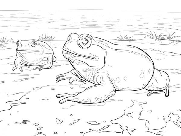 Madagascar Tomato Frog coloring page image