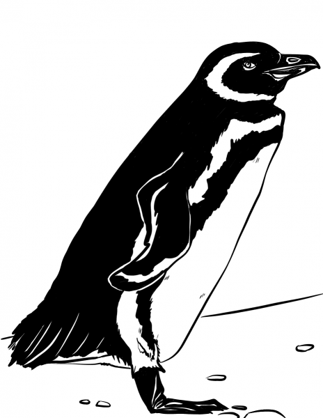 Magellanic Penguin coloring page image