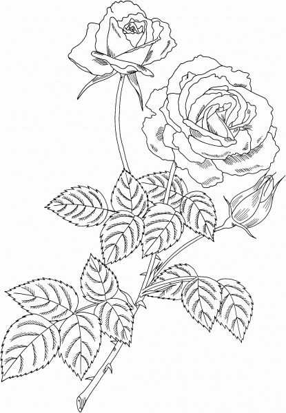 Magic Hybrid Tea Bush Rose coloring page image