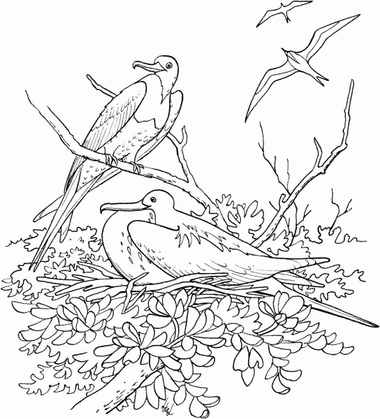Magnificent Frigatebird coloring page image