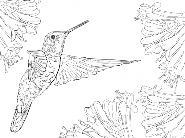 Magnificent Hummingbird coloring page image