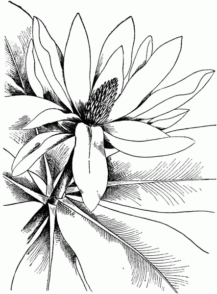 Magnolia 4 coloring page image
