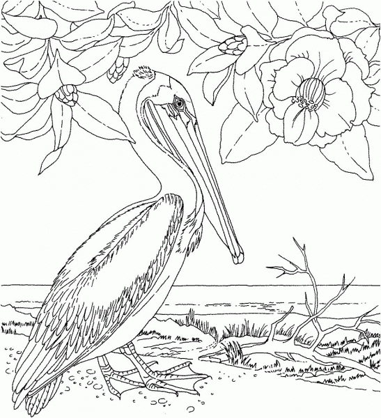 Magnolia And Brown Pelican Louisiana State Flower and Bird coloring page image