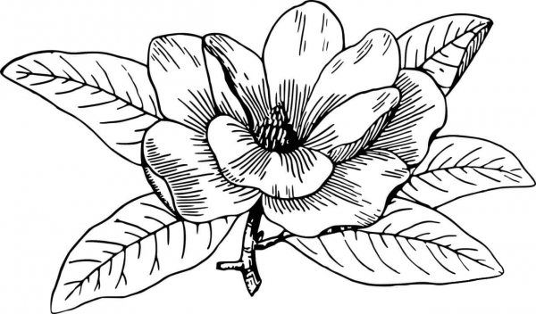 Magnolia coloring page image