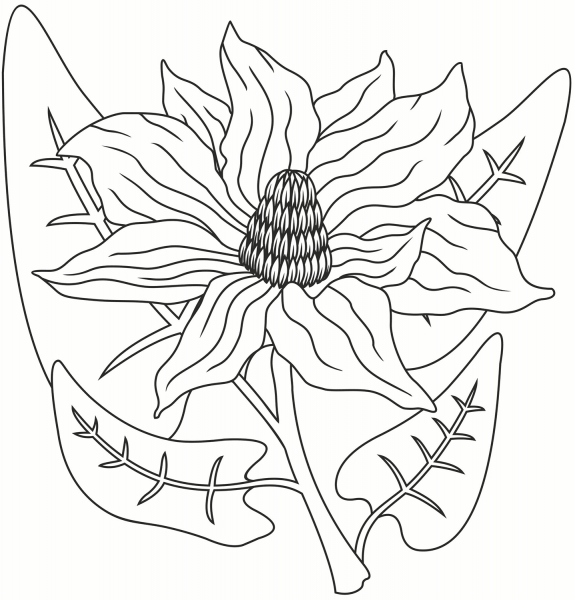 Magnolia coloring page image