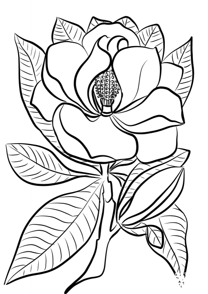 Magnolia coloring page image