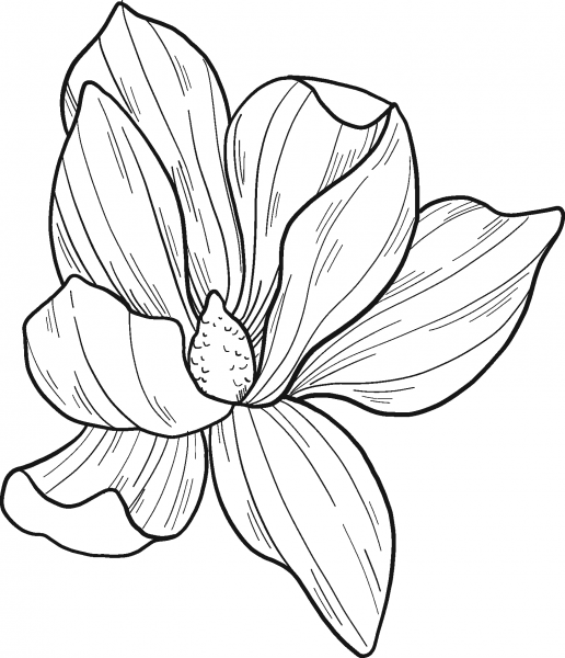 Magnolia Flower coloring page image