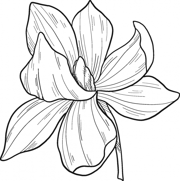Magnolia Flower coloring page image
