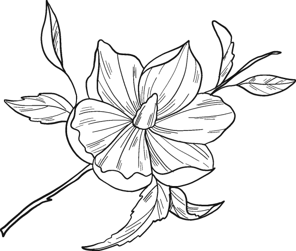 Magnolia Flower coloring page image