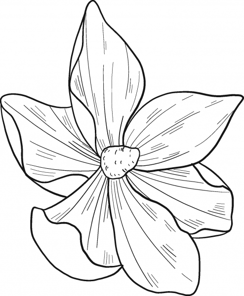Magnolia Flower coloring page image